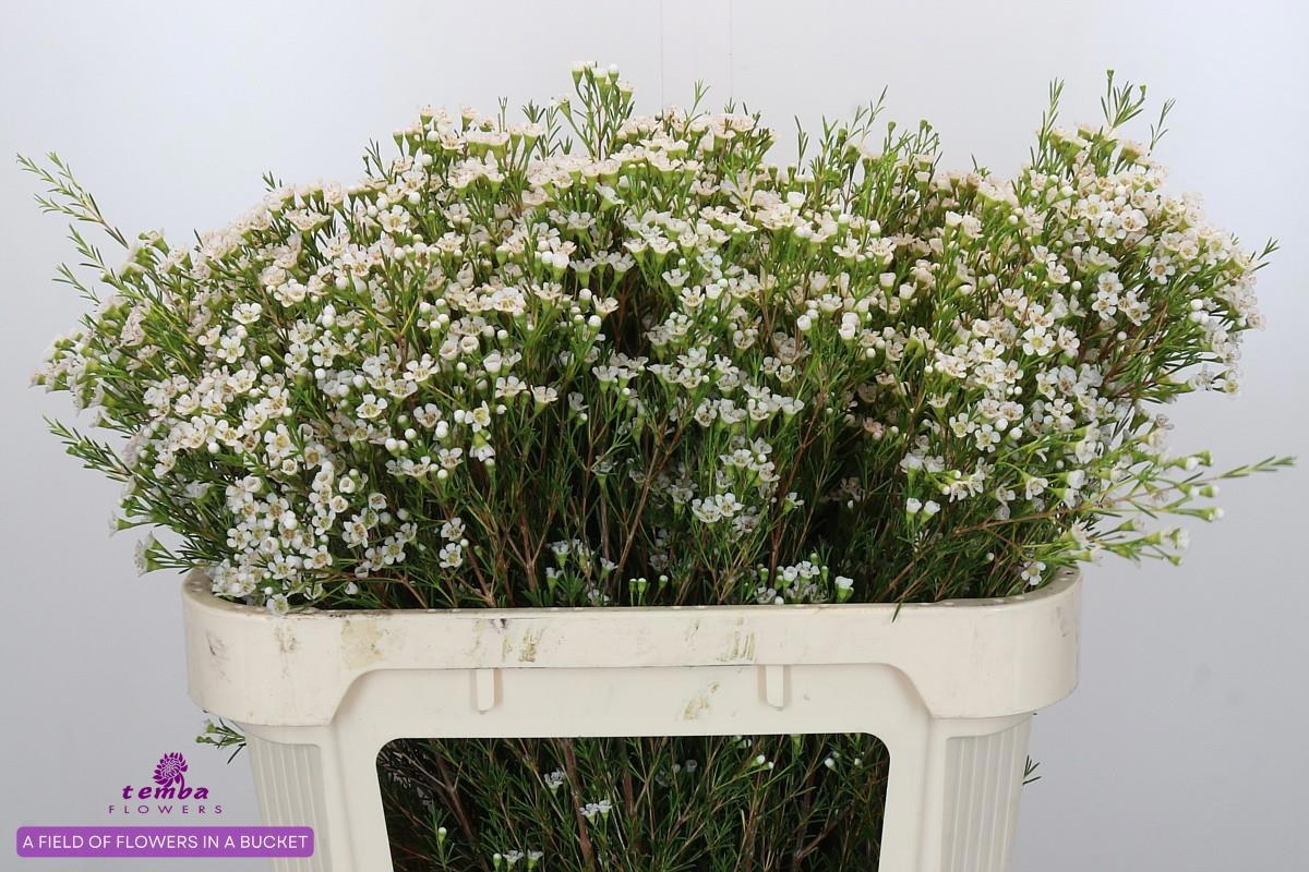 Шамелациум Перл Баттонс 70, шт.