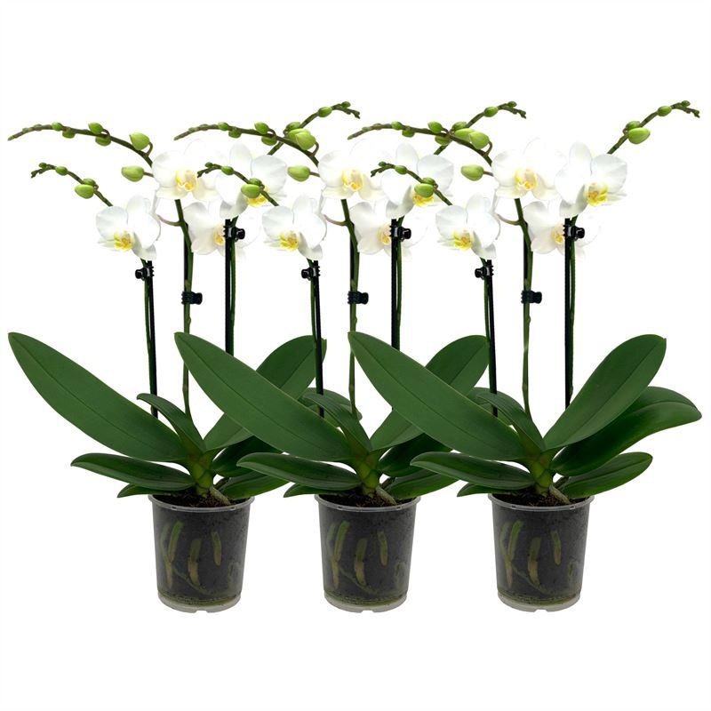 Phal p09 white 3T18+, D 9