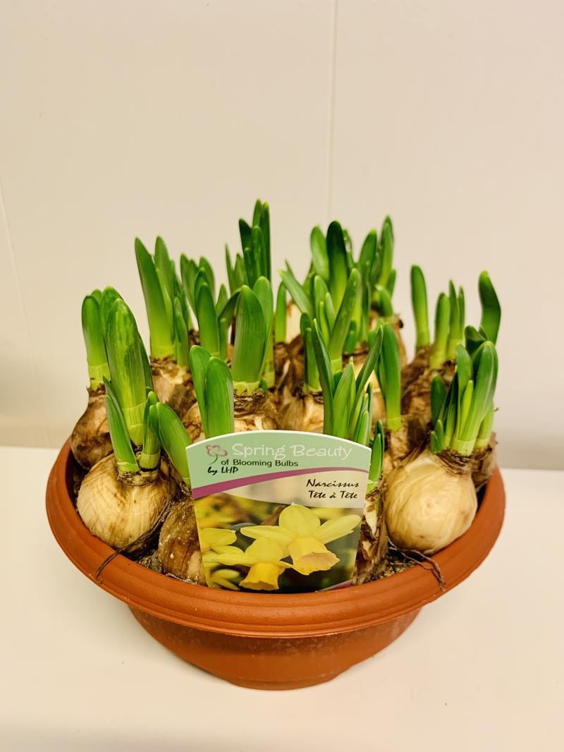 NARCISSUS CYCLAMINEUS 'TETE-A-TETE', D 20