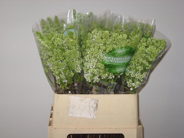 Сирень Мадам Флорент Степман 80 (бел.), шт.