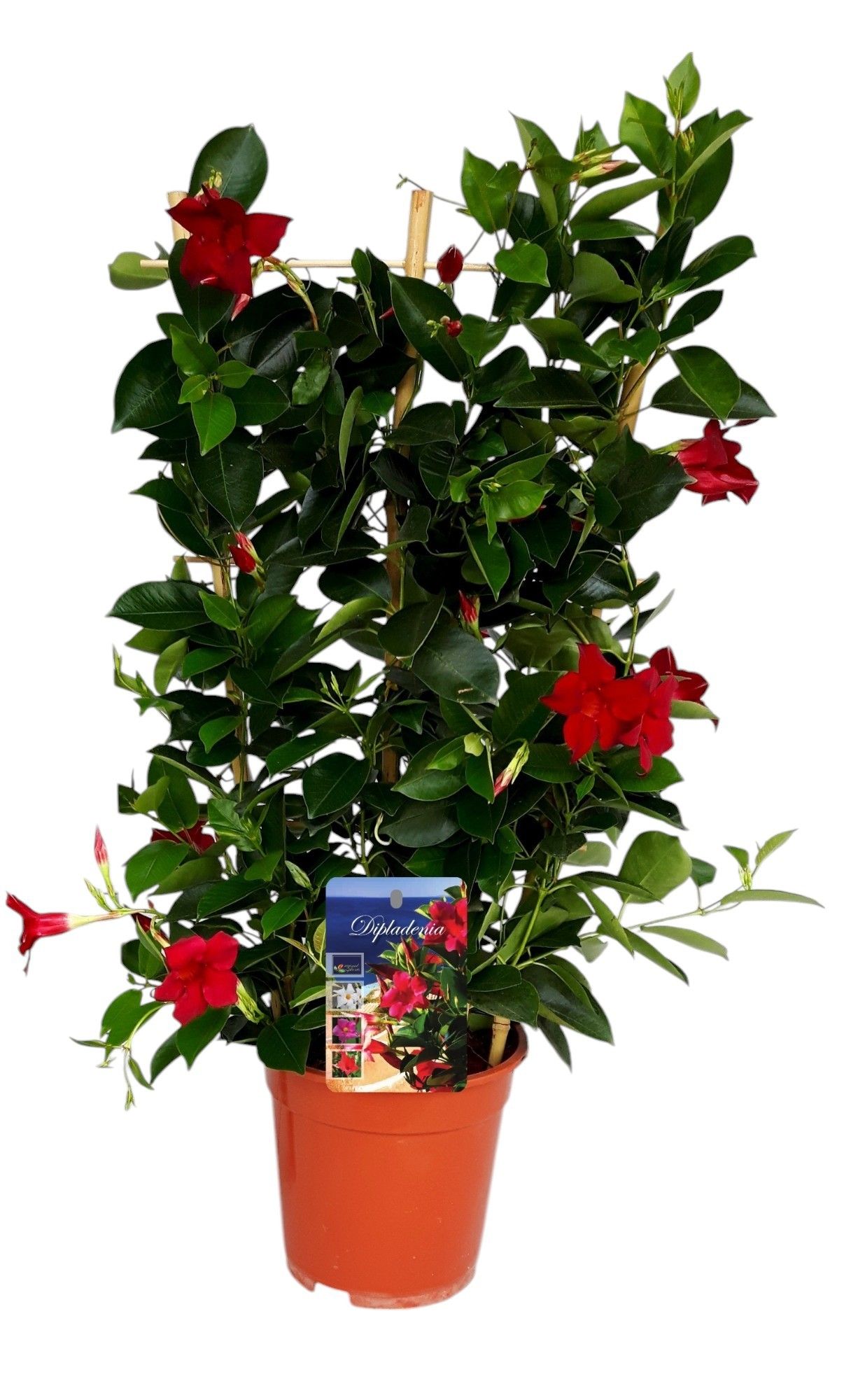 Mandeville 'Rio Deep RED' BAMBOO REK, D 19