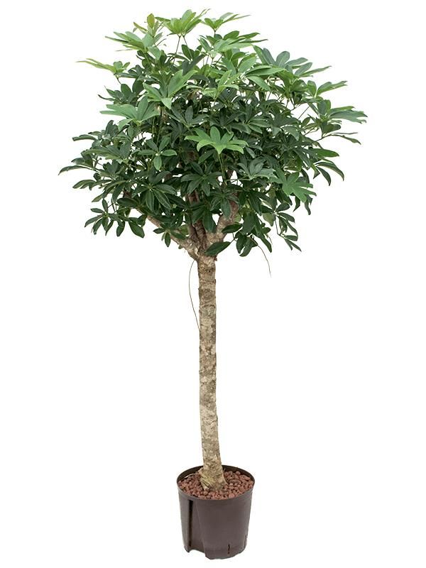 Schefflera arboricola 'Compacta', D 22