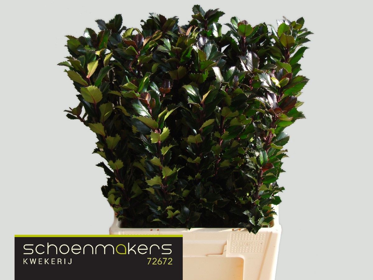 Илекс Блю Принц 60, шт.