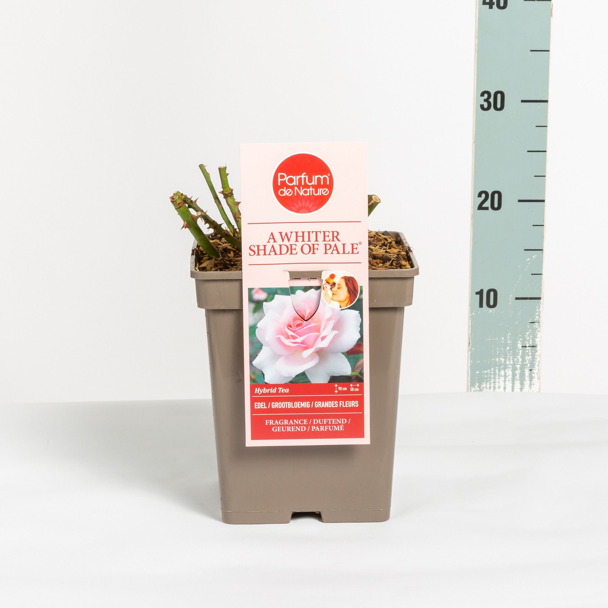 Rosa A Whiter Shade of Pale ® 'Parfum de Nature', C5, D 23 cm