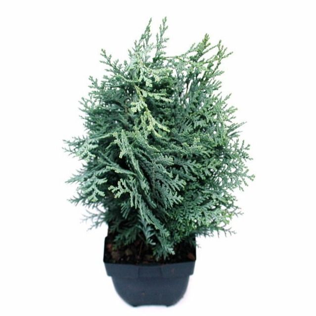 Chamaecyparis lawsoniana 'Pelt's Blue' P17, D 17