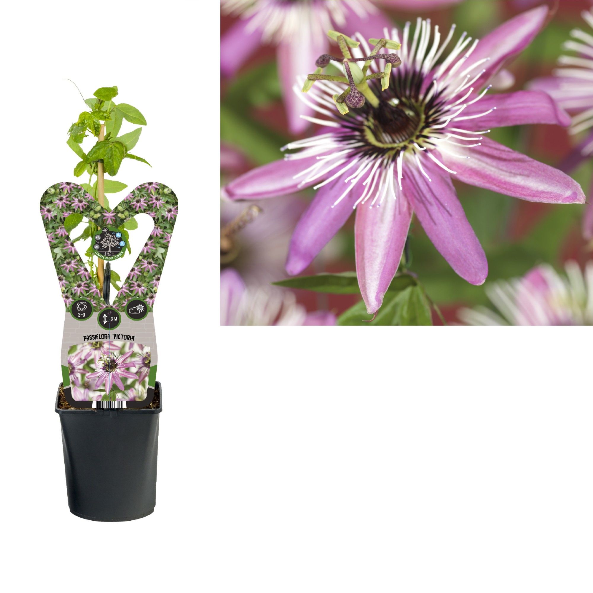Passiflora 'Victoria' +3.0 label, D 11