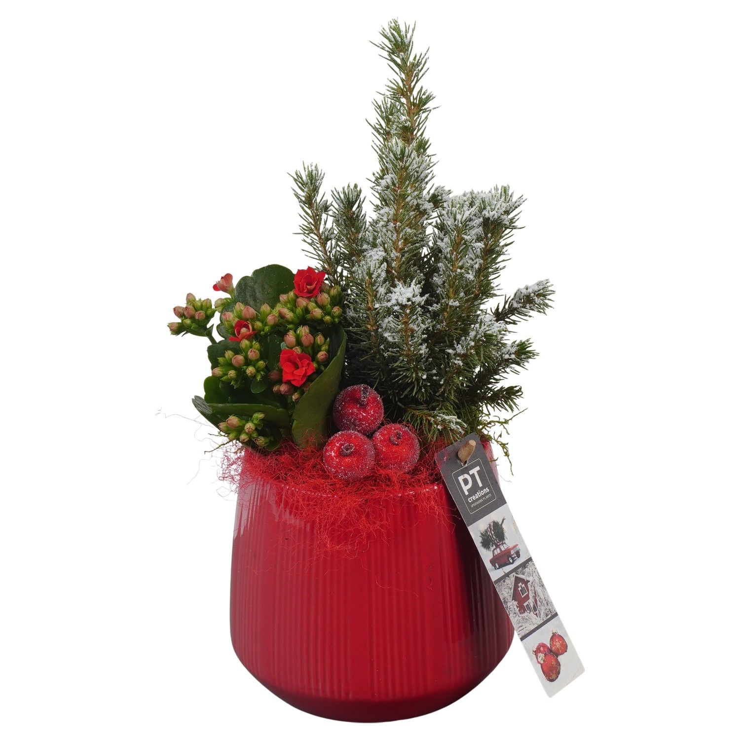PTCHR7222 Arrangement Christmas Red in keramiek pot, D 12 cm