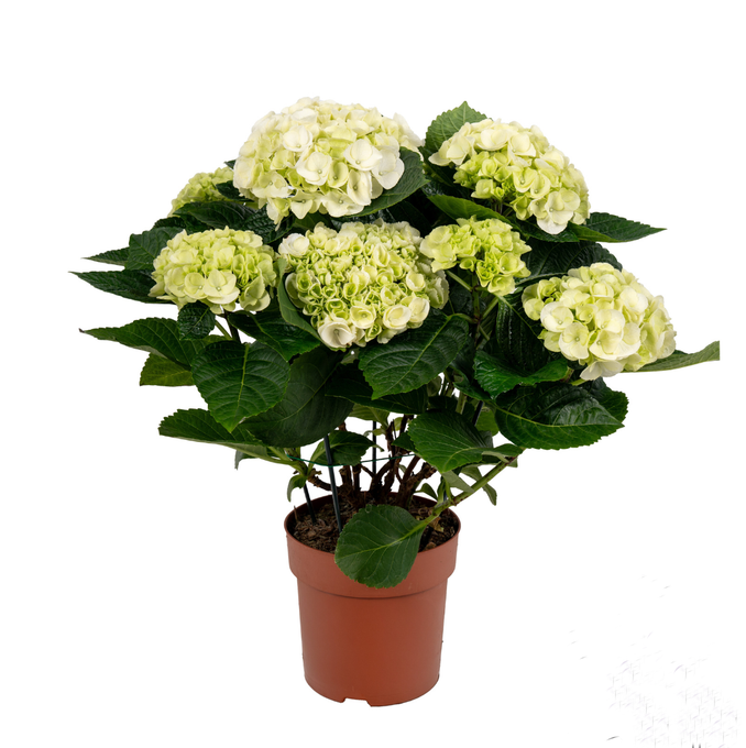 860 VDBE : P14 HYDRANGEA White 5-6 flowers, D 14