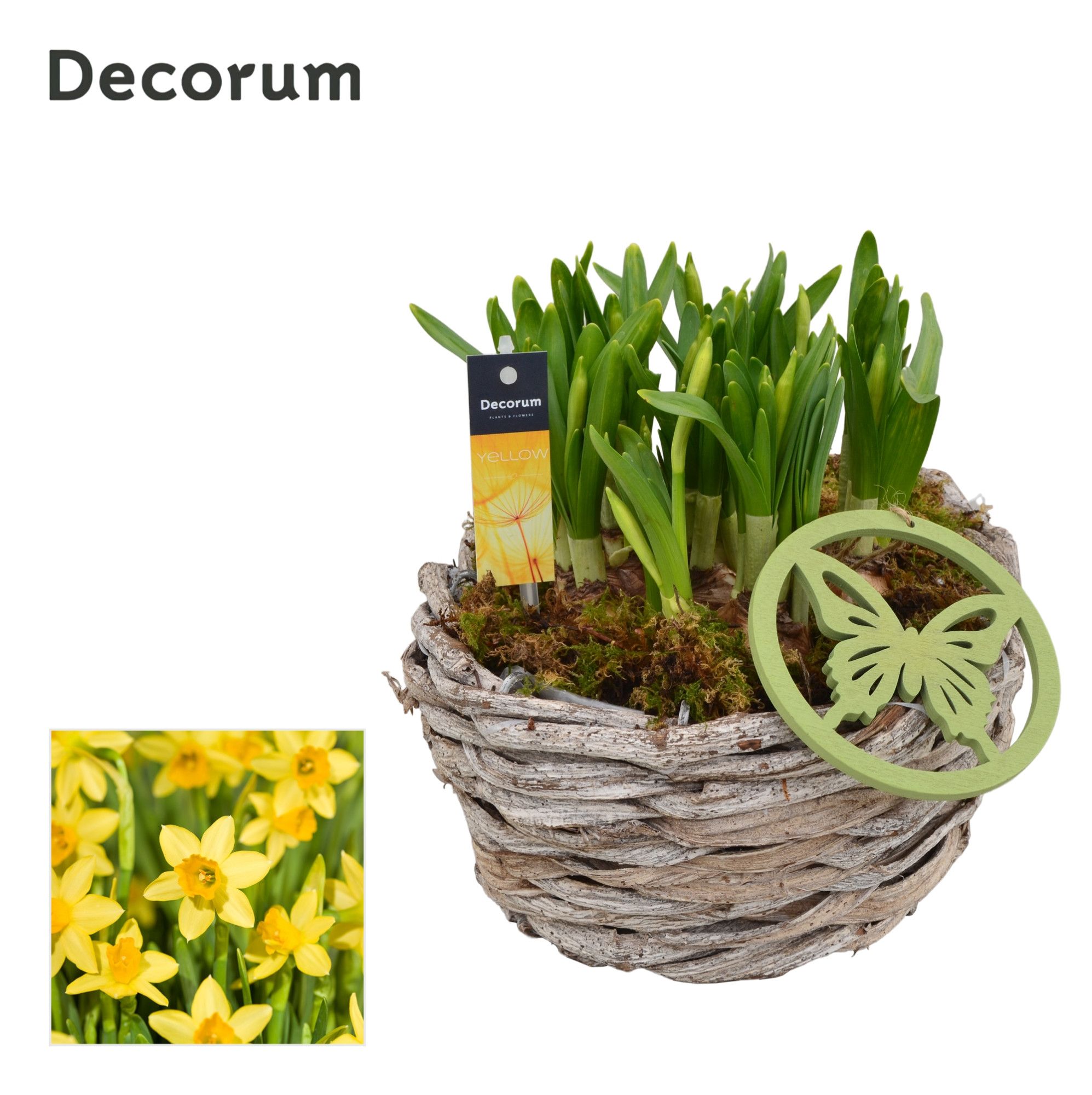 Narcis Gevlochten Schaal HL12783N, D 19