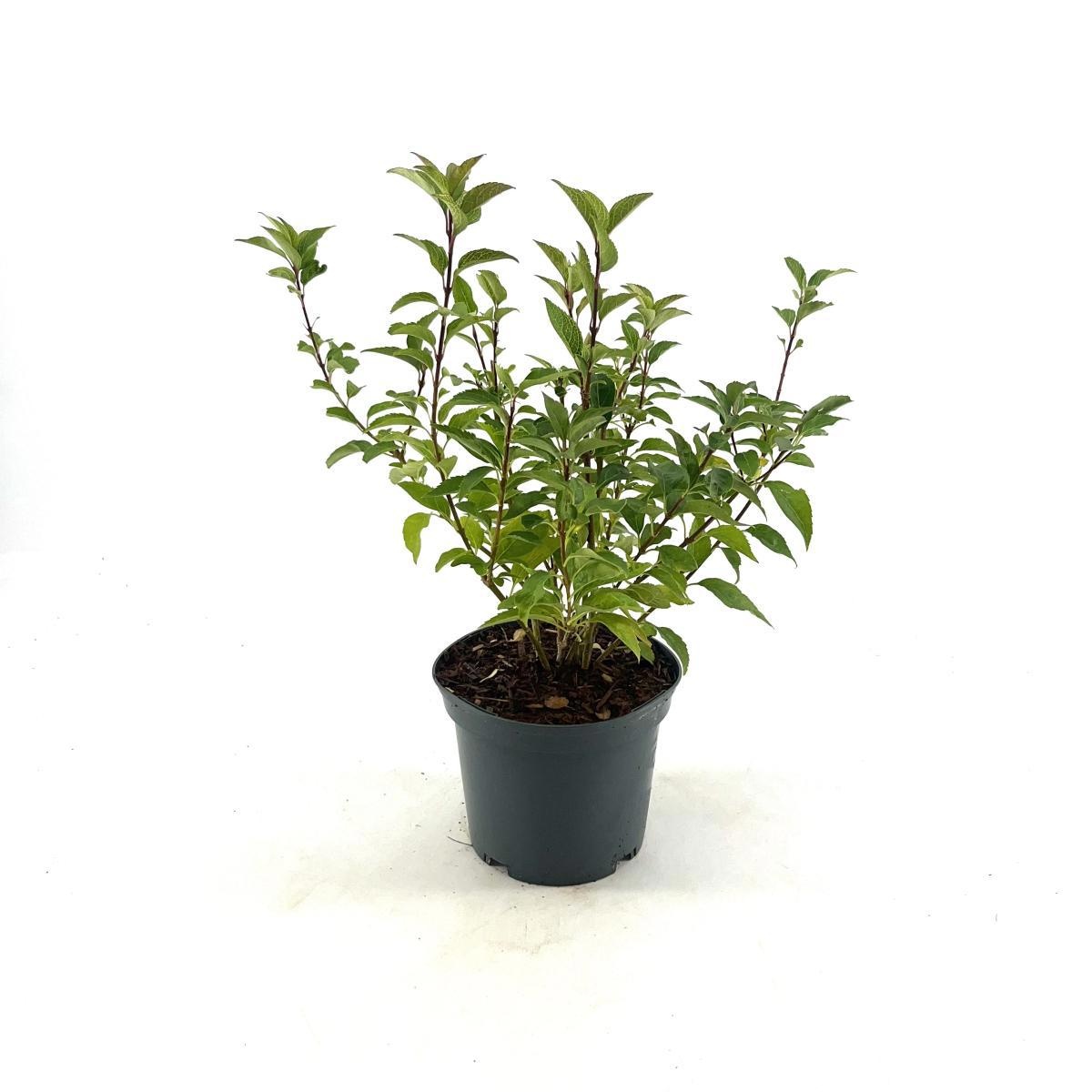 Forsythia vir. 'Kumson', D 19 cm