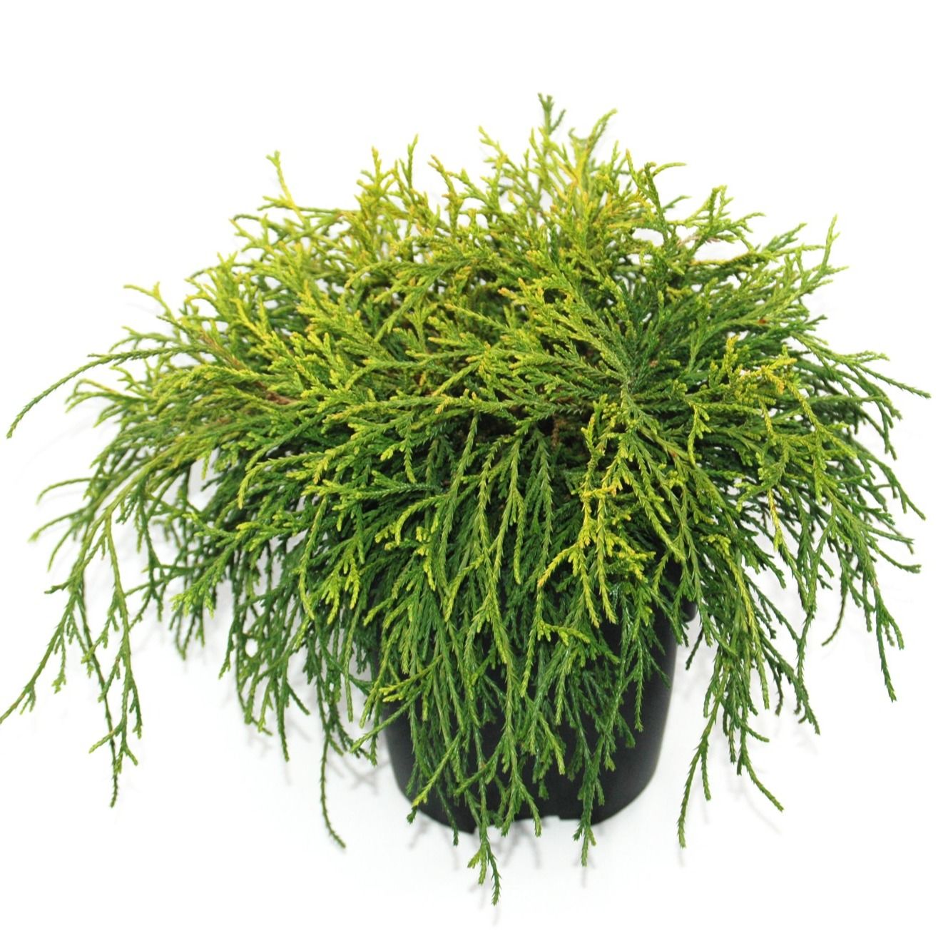 Chamaecyparis pisifera 'Sungold' P17, D 17