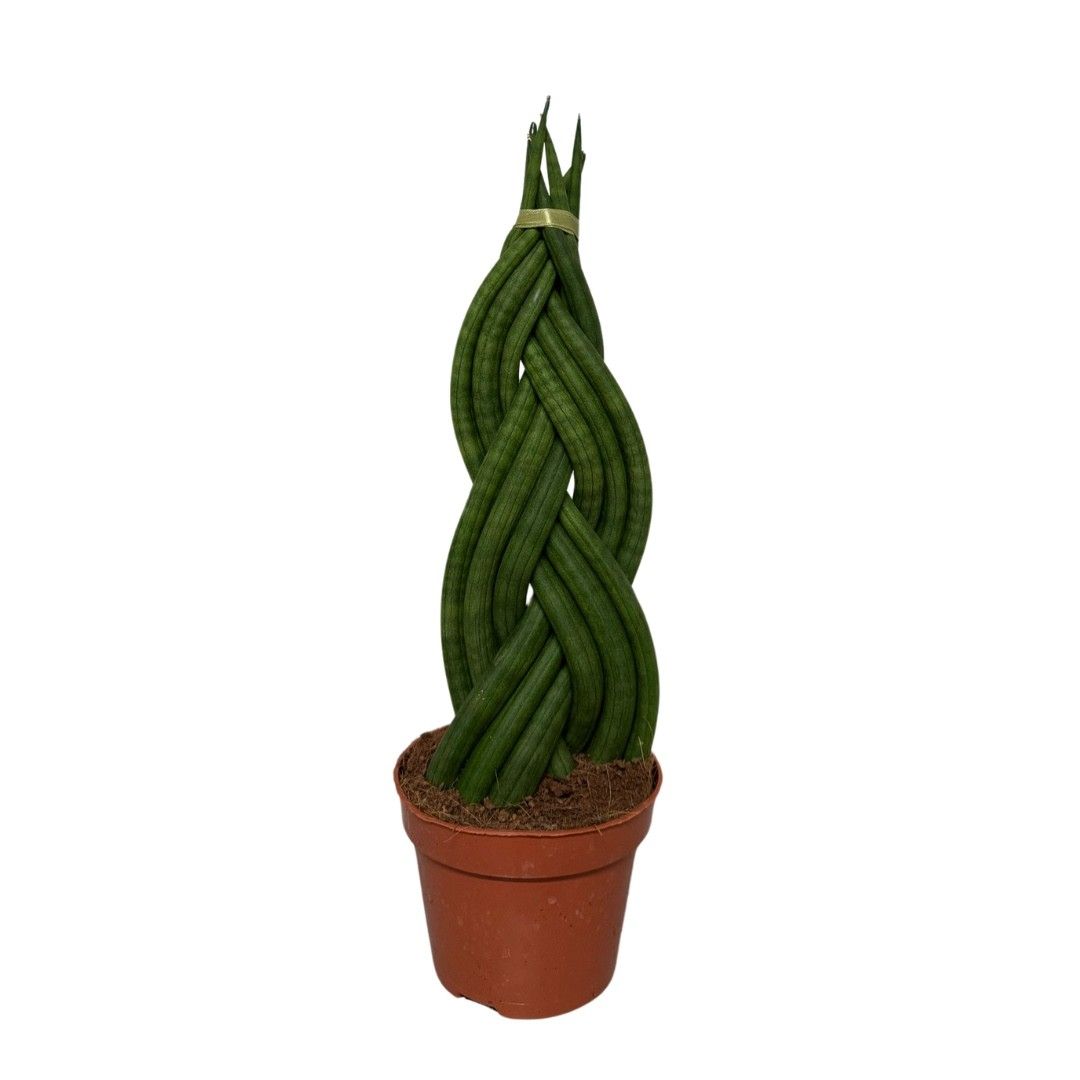 Sansevieria Cylindrica Braid, D 12