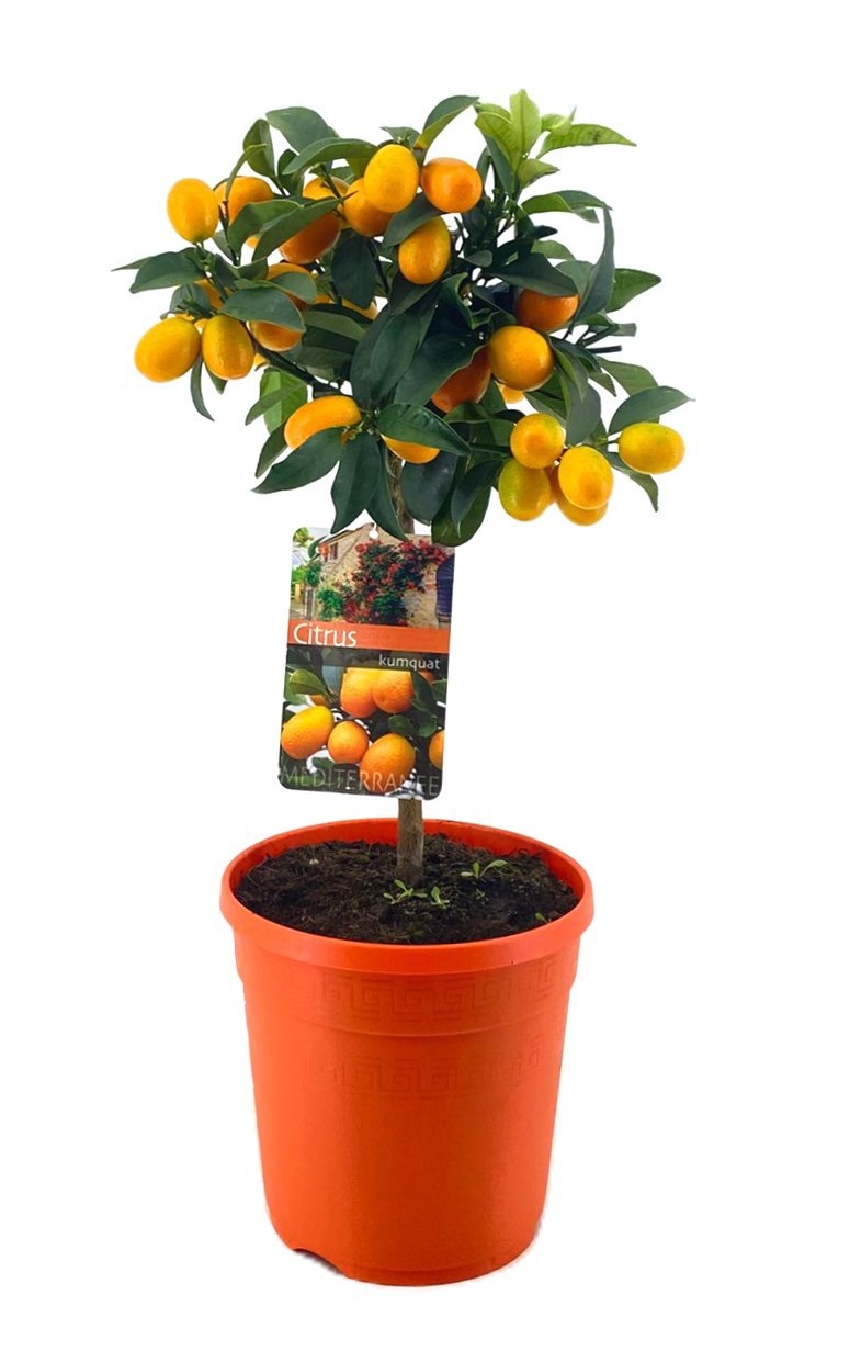 Citrus kumquat, D 21
