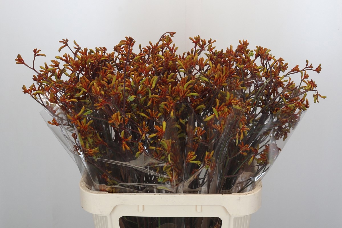 Анигозантус Баш Сансет 80, шт.