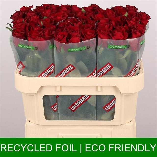 Роза од. Эвер Рэд 70, шт.