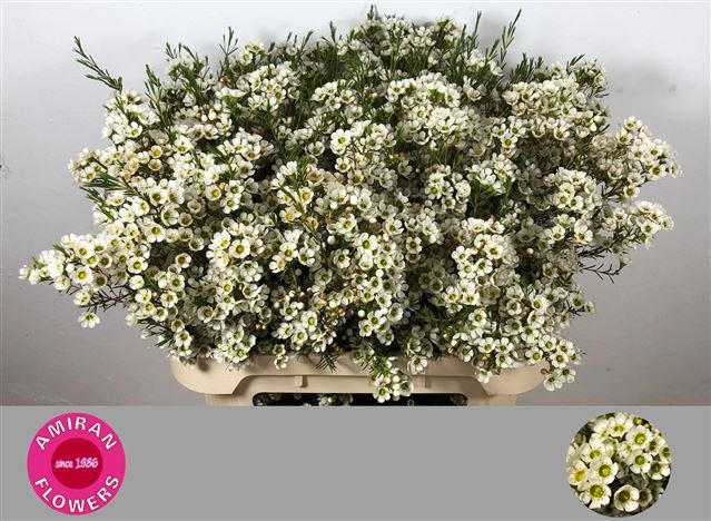 Шамелациум Сириус 80, шт.