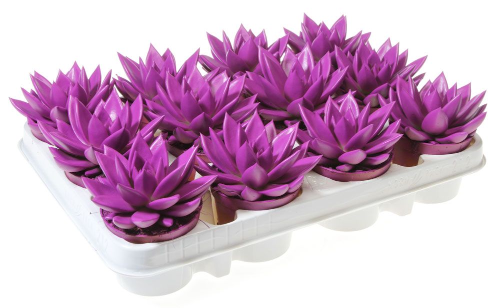 Rainbow purple 512, D 8,5