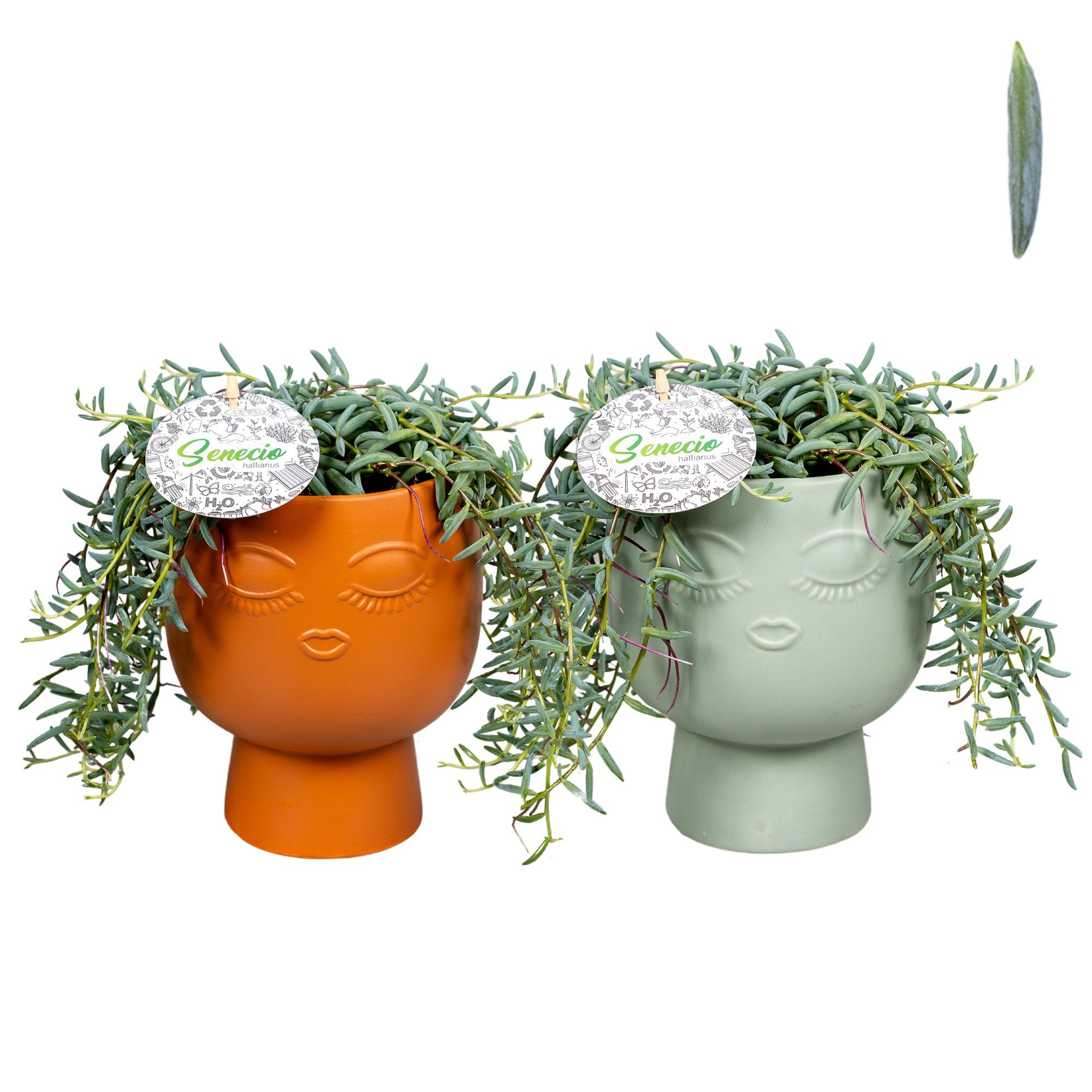 Senecio Hallianus Marly Groen & Terra Keramiek, D 15