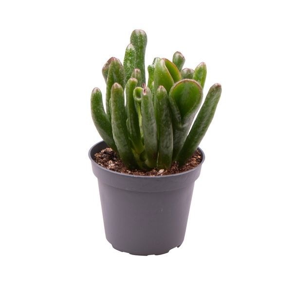 Crassula Coral, D 6 cm