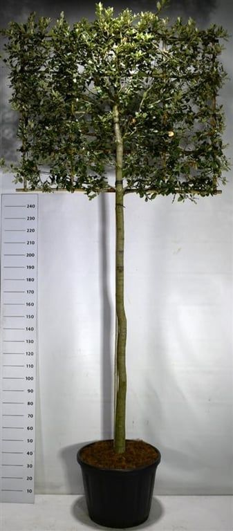Quercus ilex, D 60