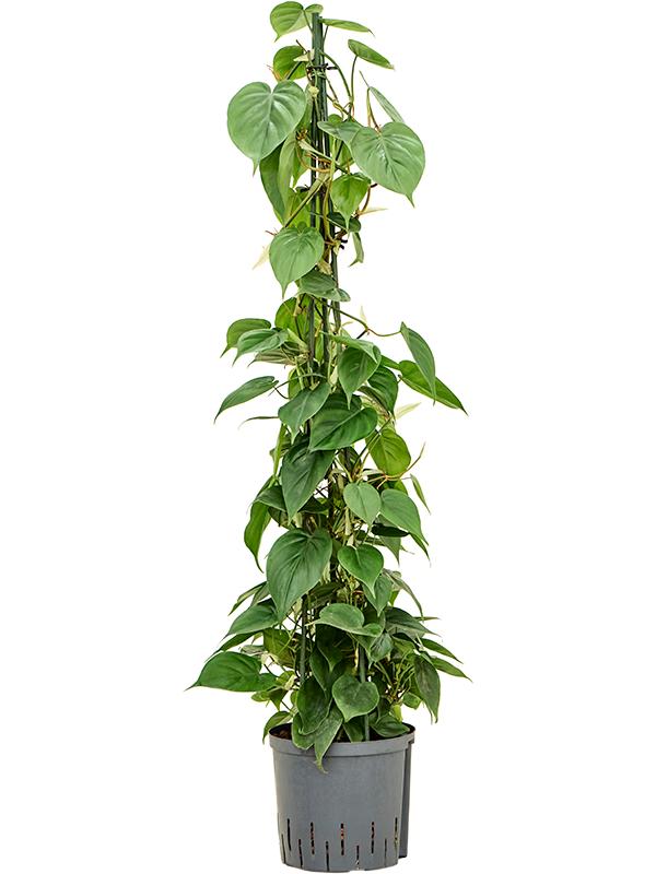 Philodendron scandens, D 22