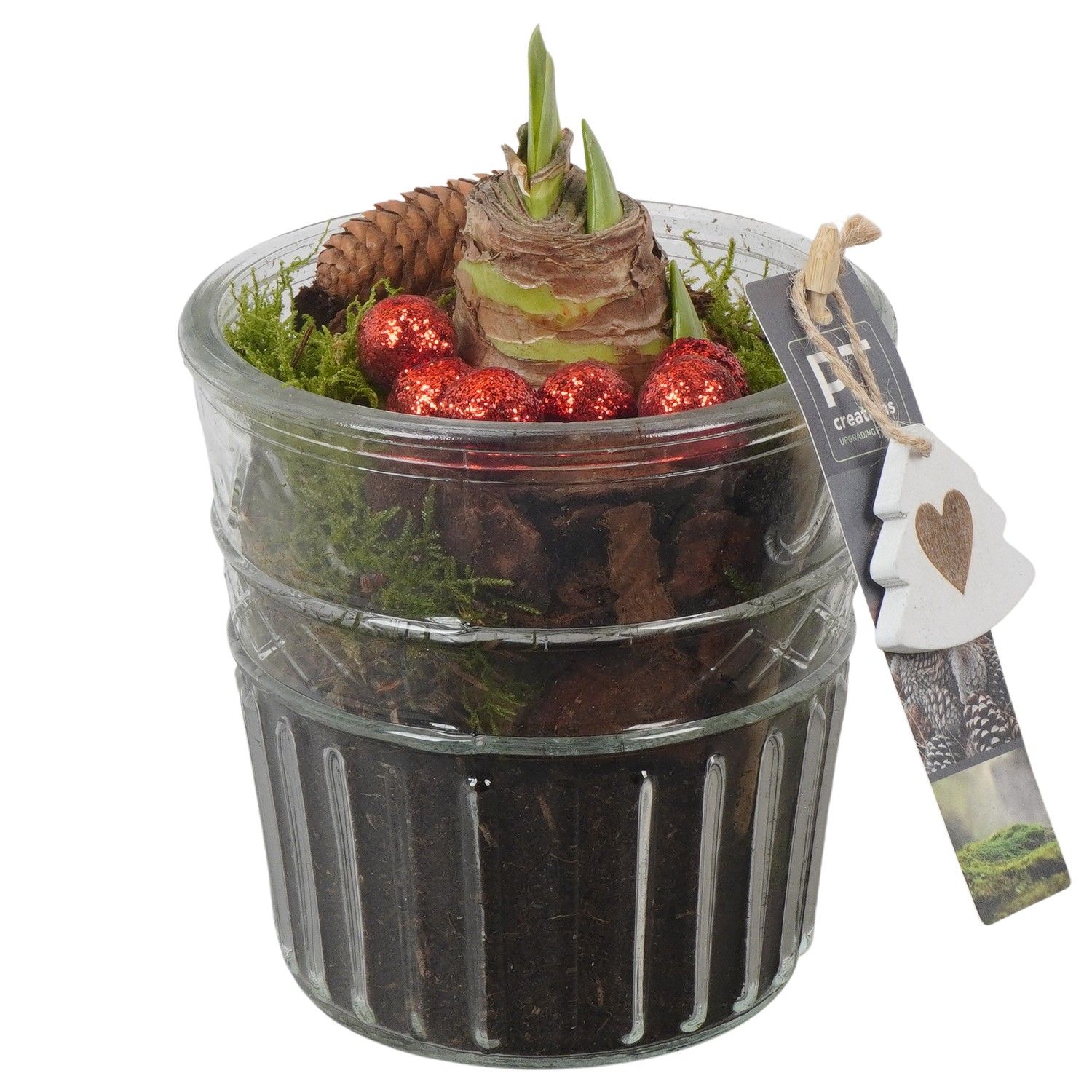 PTACH5937 Arrangement Amaryllis Christmas in glazen vaas, D 12 cm