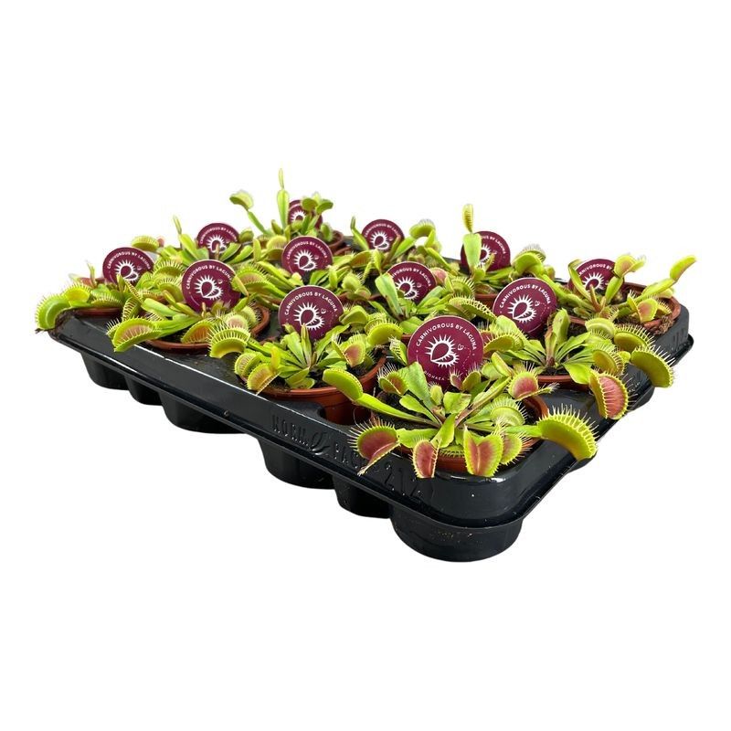 Dionaea Muscipula 8,5 cm, D 8,5 cm Dionaea Muscipula 8,5 cm, D 8,5 cm