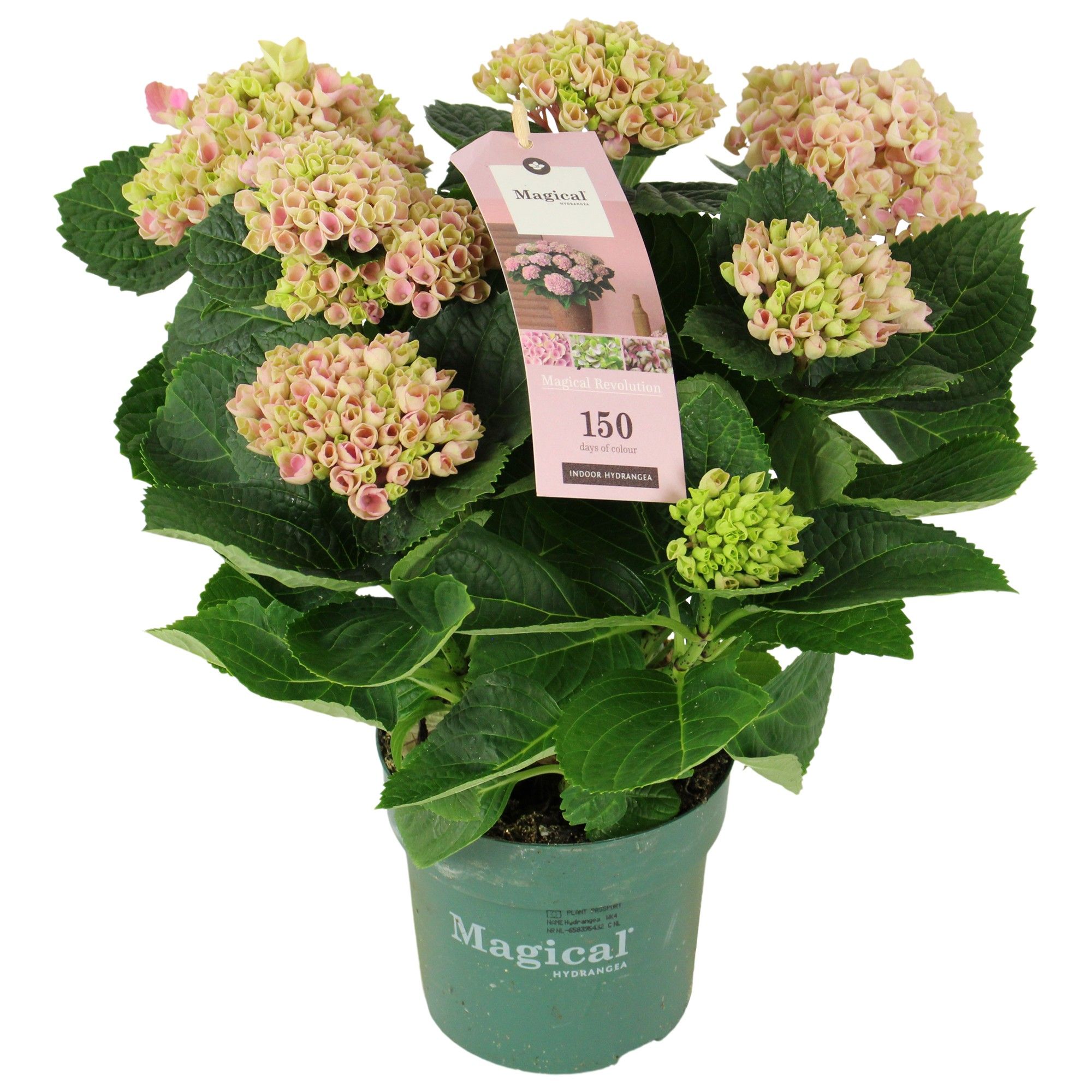Hydrangea Magical Revolution ® rose 9/10 flowers, D 14