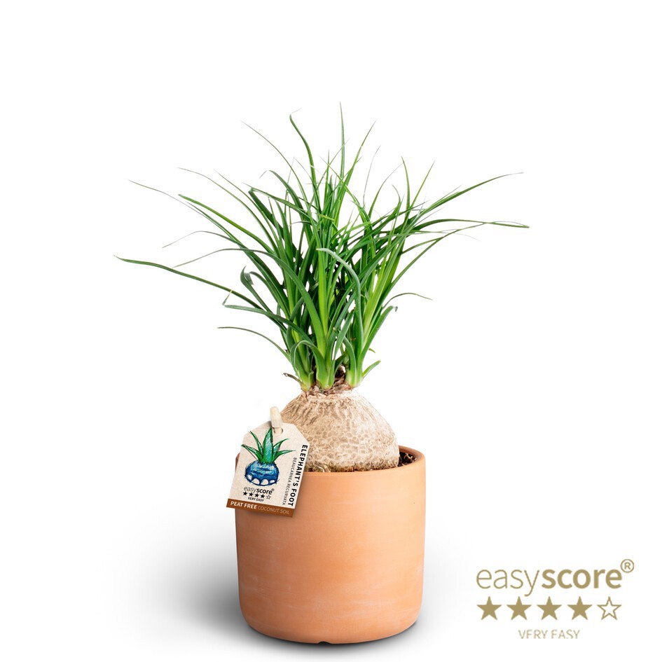 BEAUCARNEA RECURVATA 40903059 Raw Terracotta Beauca, D 9