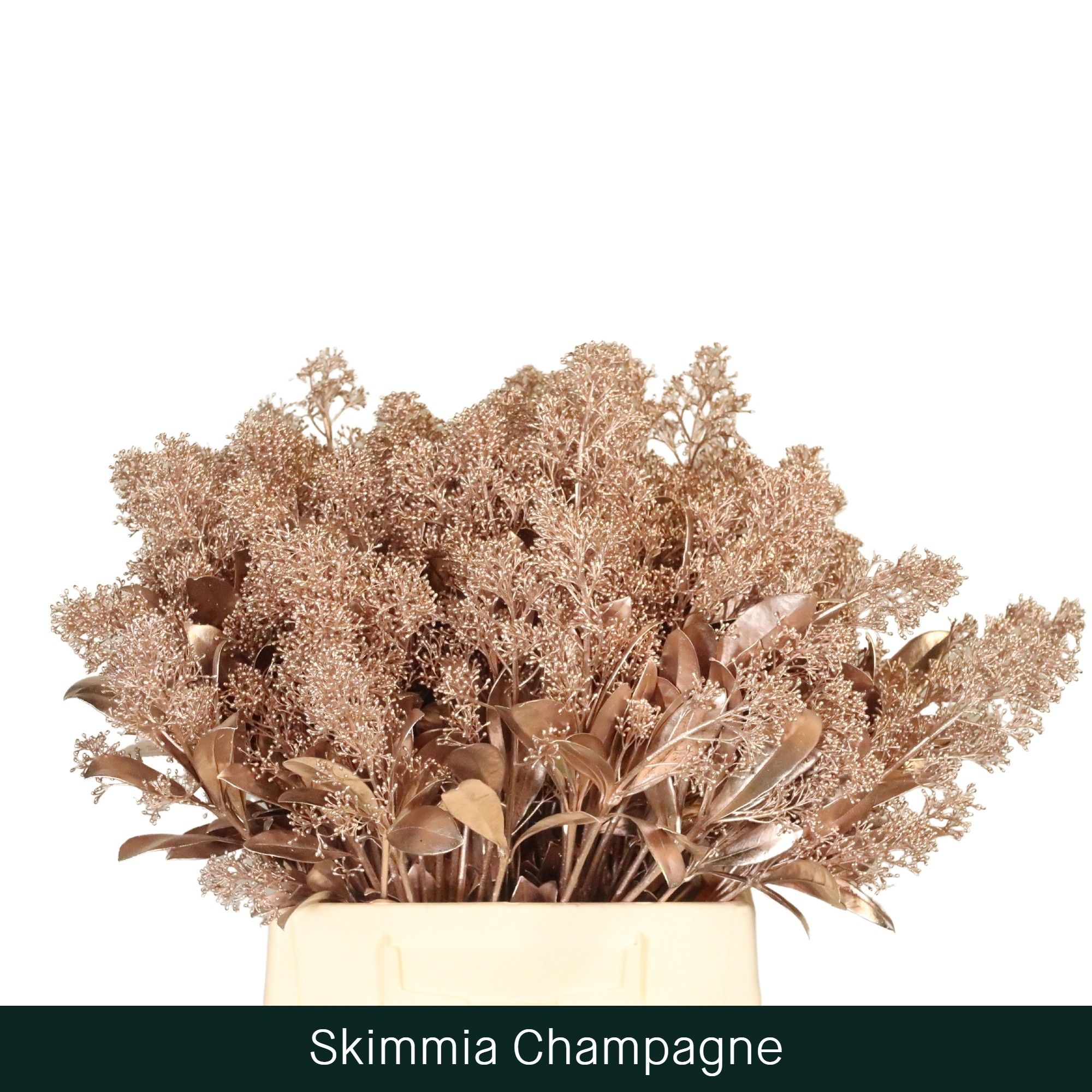 Скимия Овериг крашеный за пучок (краш. ) 45, пуч.