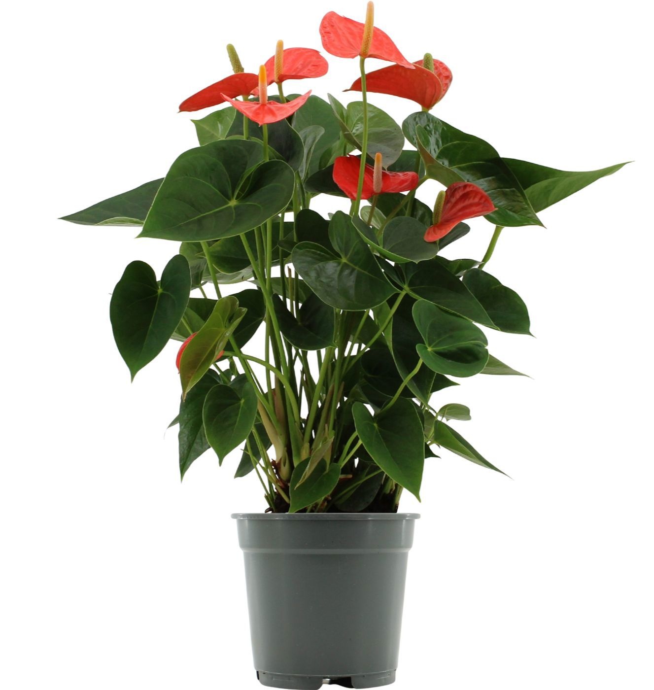 Anthurium 17 cm Prince of Orange in transparant sleeve, D 17