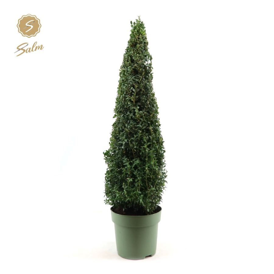 Buxus semp. Pyramid 70cm, D 23