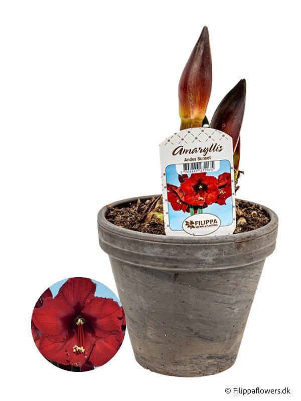 HIPPEASTRUM-HYBRID DARK RED, D 15 cm