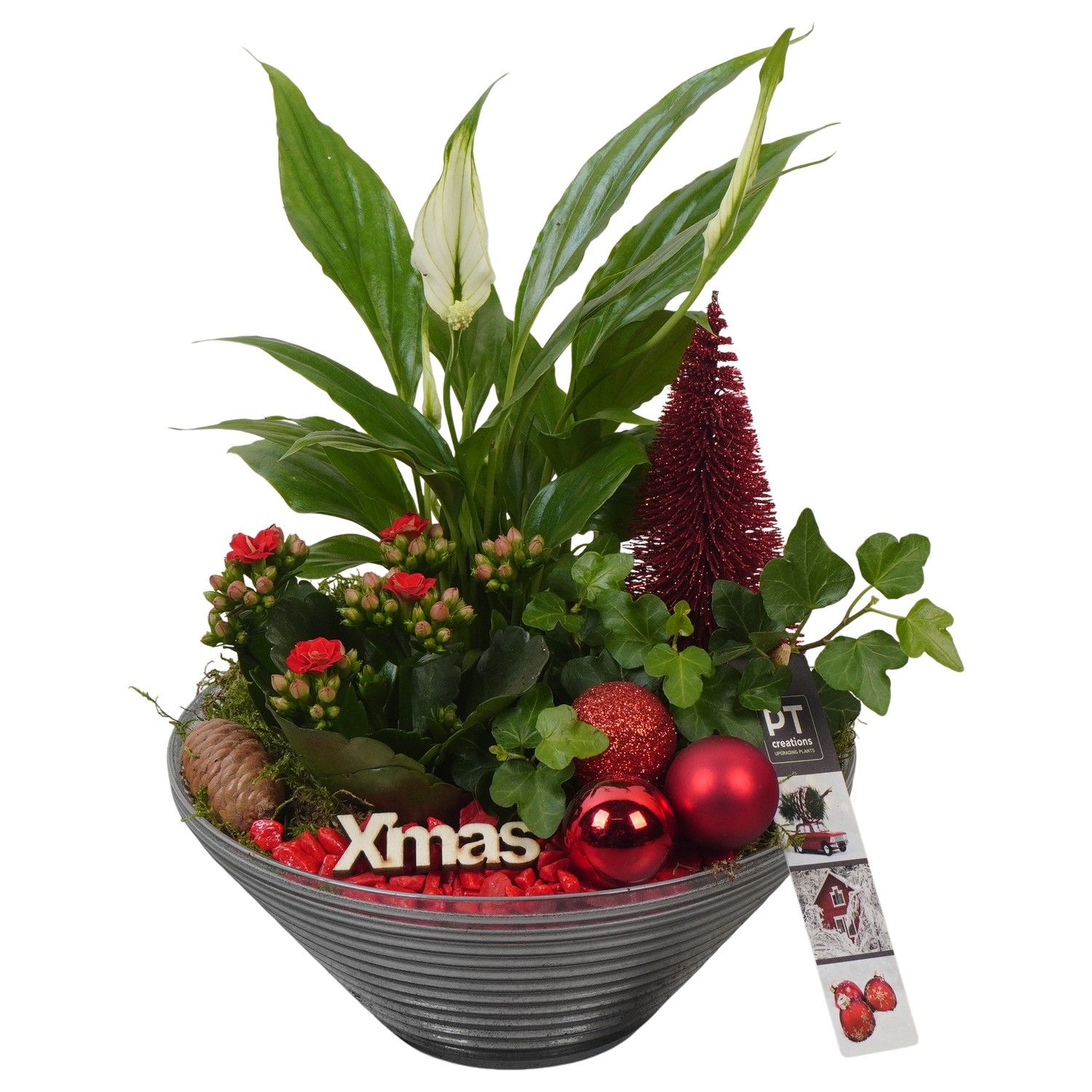 PTCHR7424 Arrangement Christmas Red in glas schaal, D 19 cm