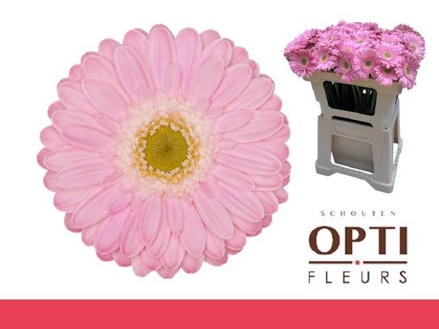 Гермини Бэббл, шт.