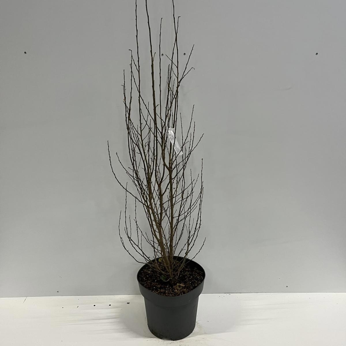 Parrotia persica Persian Spire, D 32