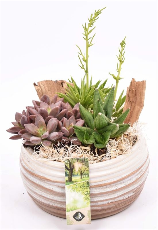 Keramiek schaal bruin/creme 16cm, D 18