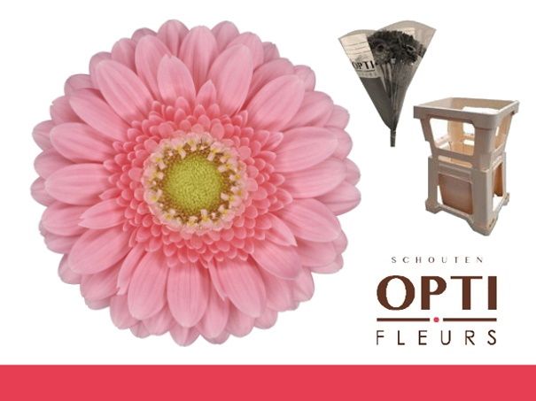 Гермини Джуна, шт.