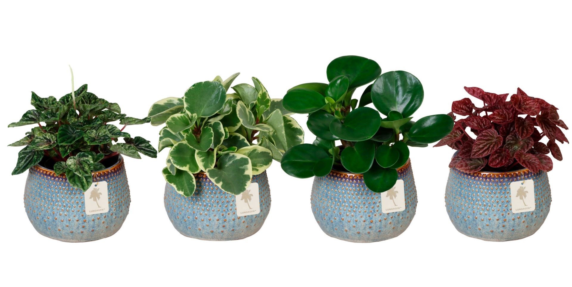 L 67257 with Peperomia Mix 12 cm, D 12 cm