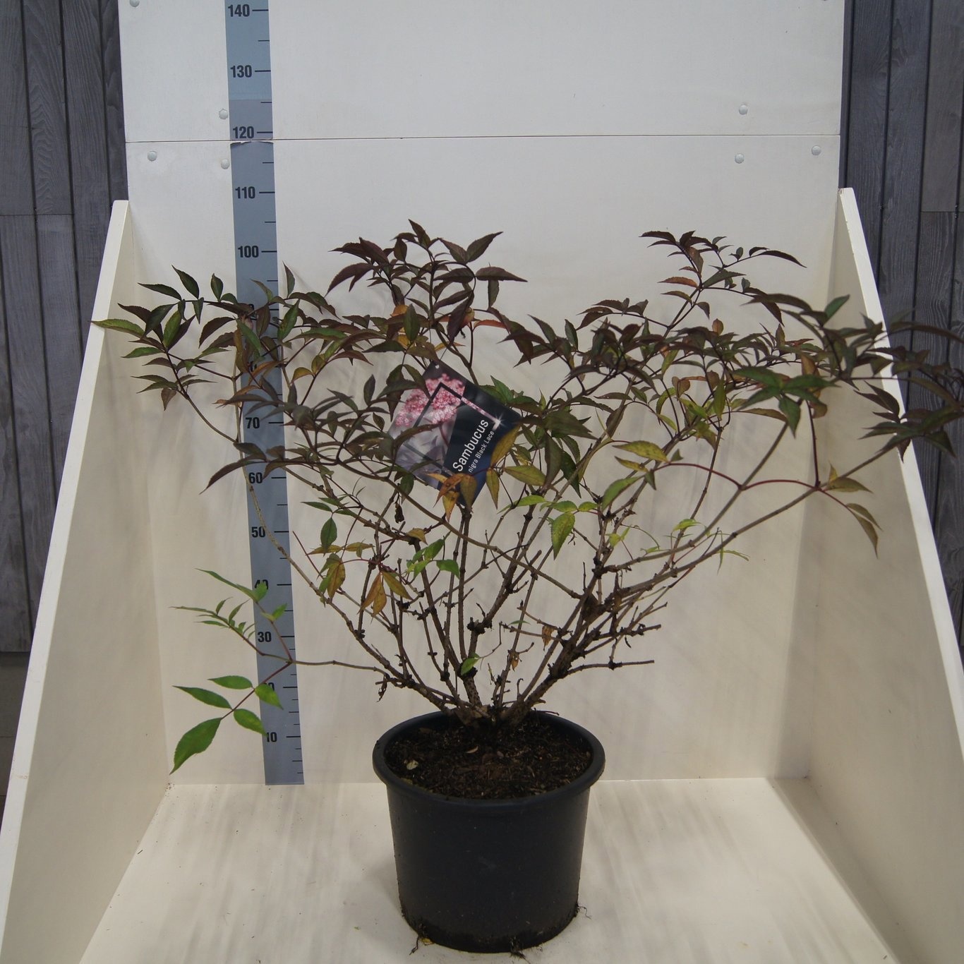 Sambucus nigra Black Beauty, D 40