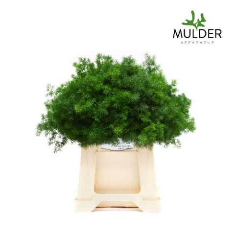 Аспарагус Умбелатус 40, шт.