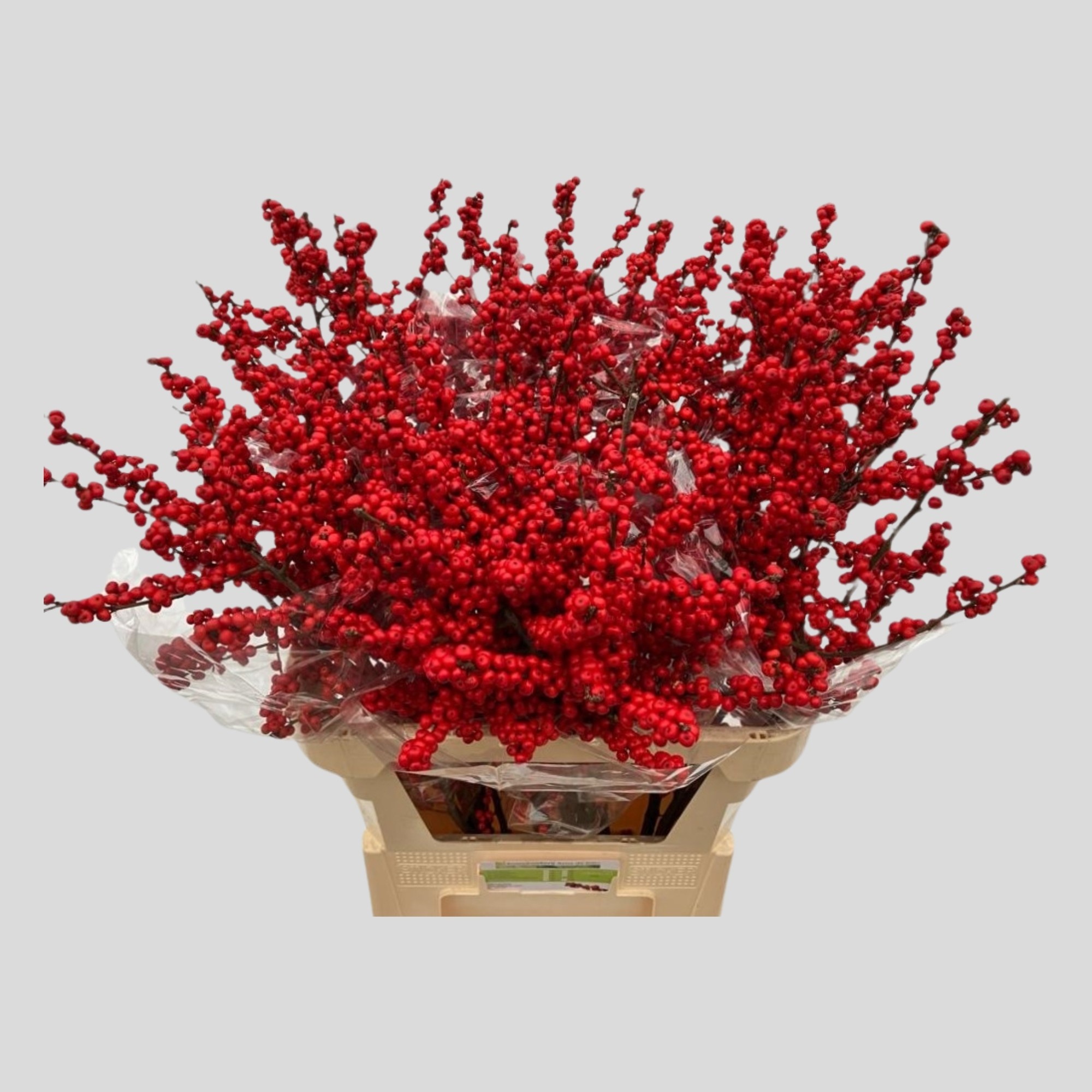 Илекс Красные ягоды 80, шт.