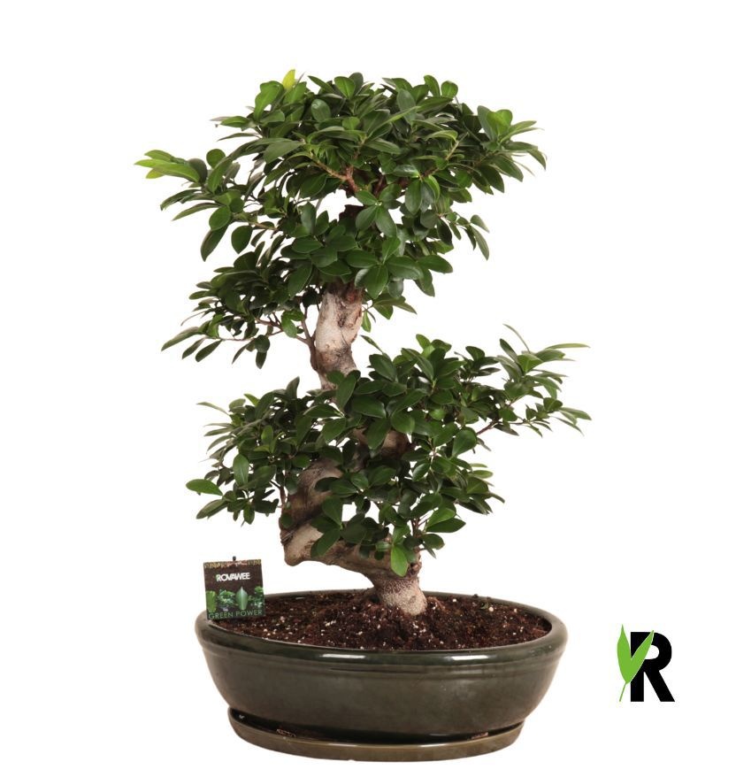 Ficus micr. S-type in keramiek ovaal schaal met schotel groen, D 45