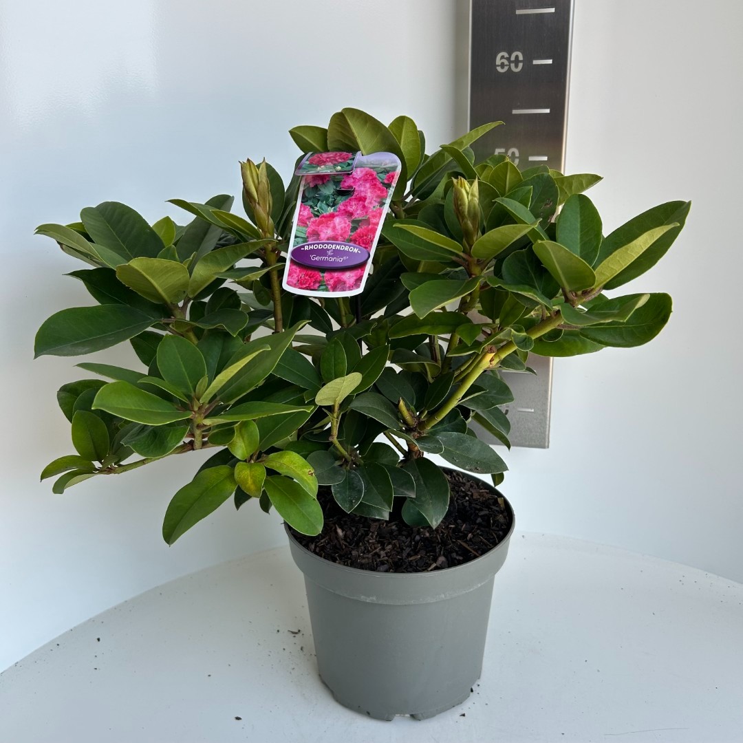 Rhododendron Germania, D 23