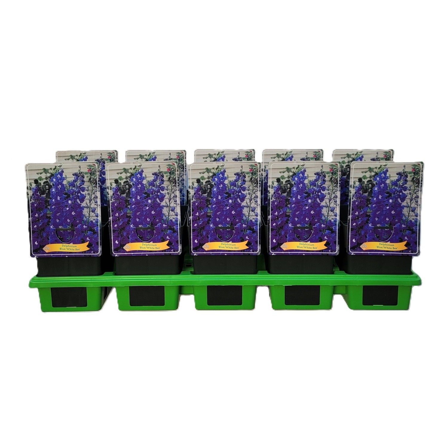 Delphinium Blue/White Bee P11, D 11