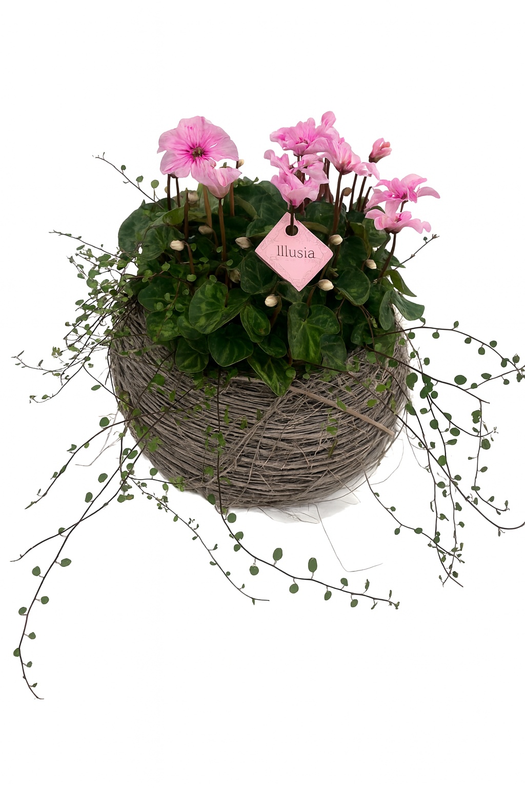 CYM799IL-9323 Cyclaam Illusia/Muehlenbeckia krans Matz, D 30 cm