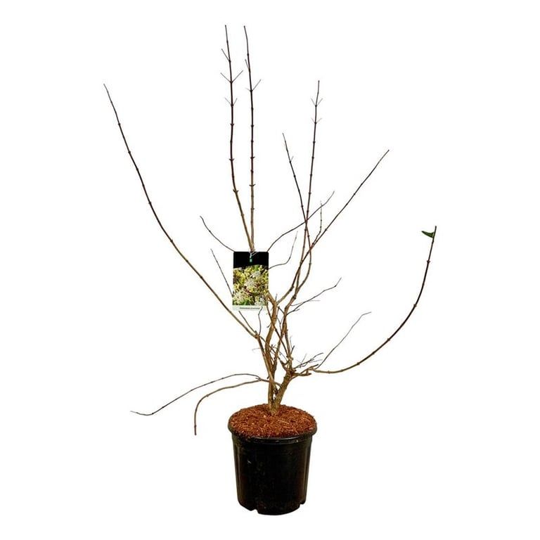 Heptacodium miconioides, D 32