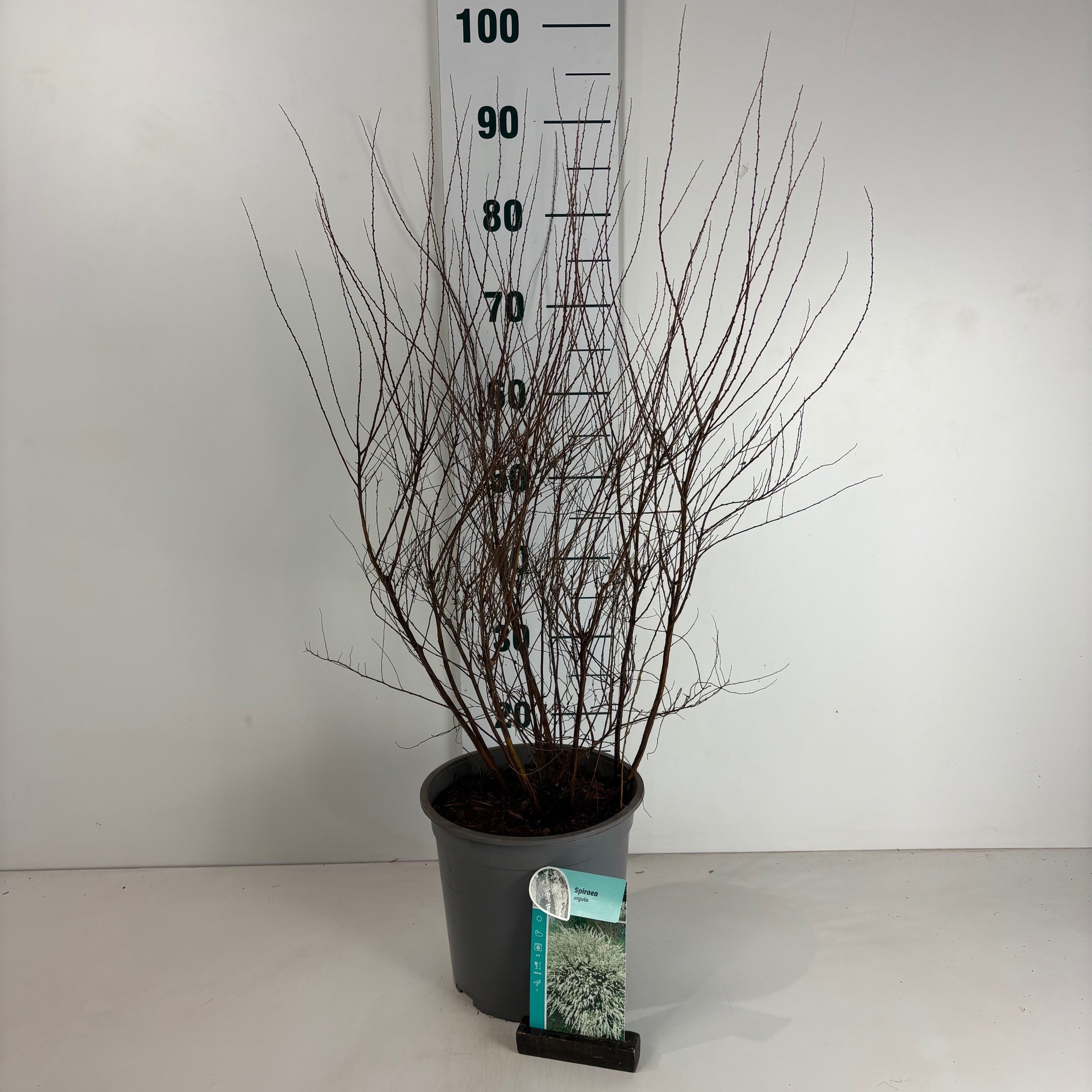 Spiraea arguta, D 24