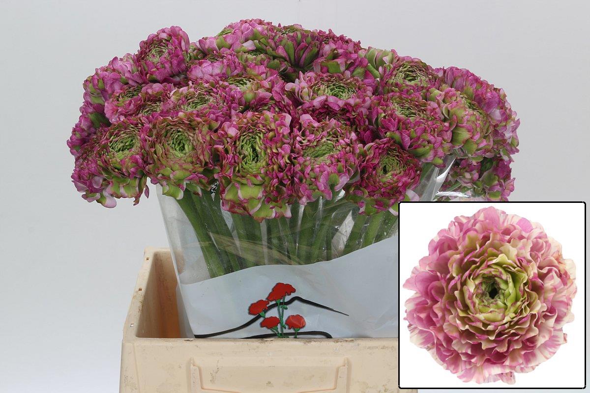 Ранункулус Пон Пон Мальва 45 (зелено-роз.), шт.