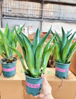 Сансевиерия Премиум Галлон Инитиал Грин Агава 14 40